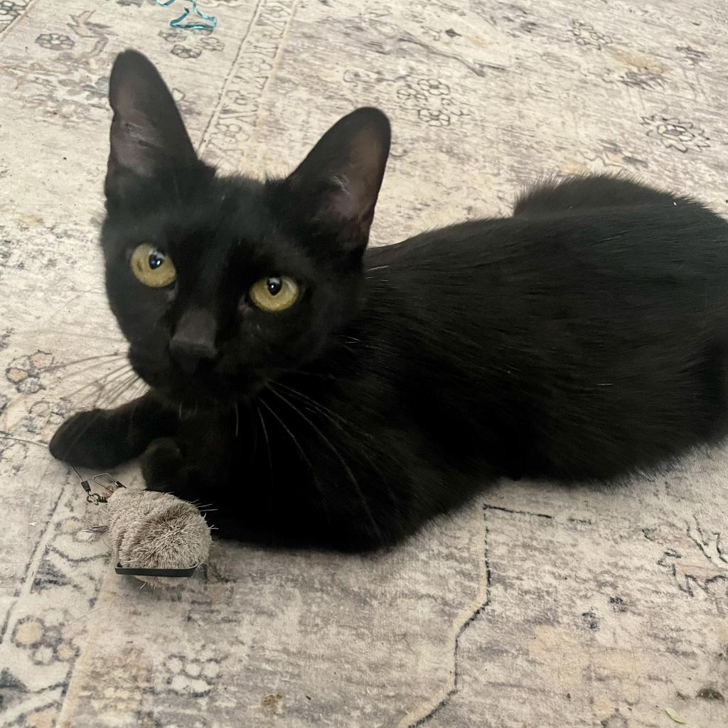 Mockingbird, an adoptable Domestic Short Hair in Bulverde, TX, 78163 | Photo Image 6