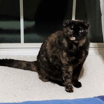 Beautiful, an adoptable Domestic Short Hair in Bulverde, TX, 78163 | Photo Image 1