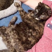 Beautiful, an adoptable Domestic Short Hair in Bulverde, TX, 78163 | Photo Image 2