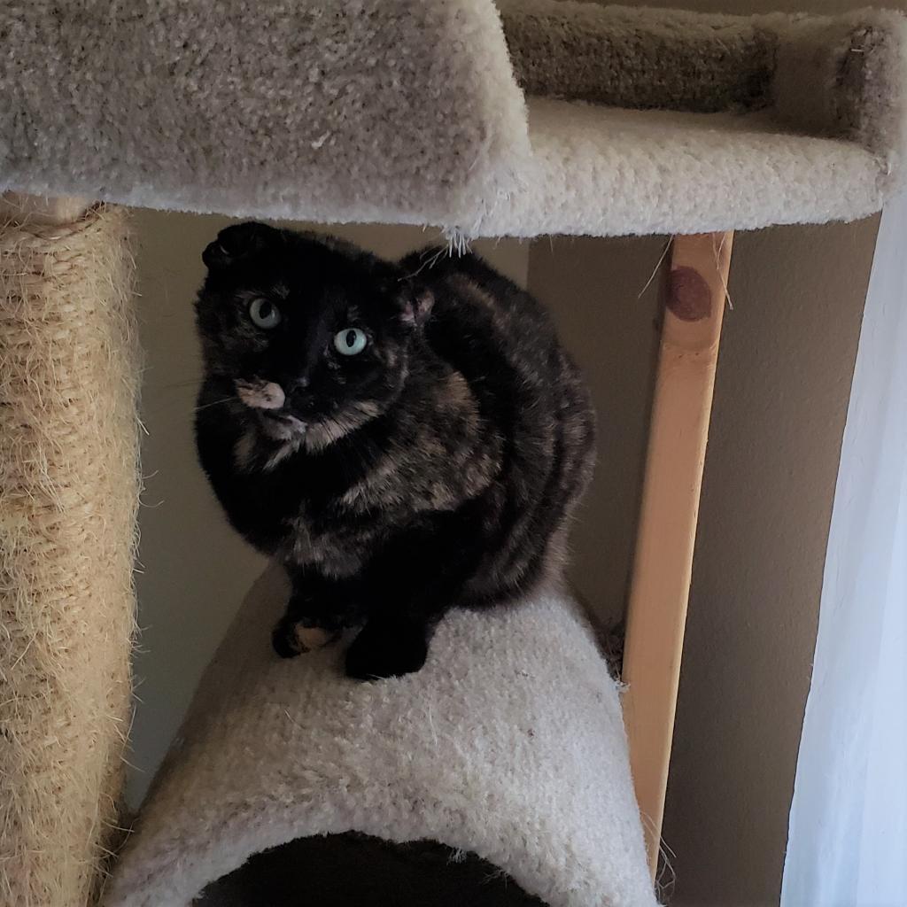 Beautiful, an adoptable Domestic Short Hair in Bulverde, TX, 78163 | Photo Image 3