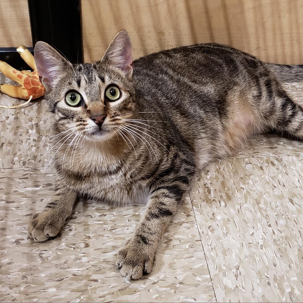 Trent, an adoptable Domestic Short Hair in Bulverde, TX, 78163 | Photo Image 1