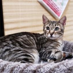 Trent, an adoptable Domestic Short Hair in Bulverde, TX, 78163 | Photo Image 2