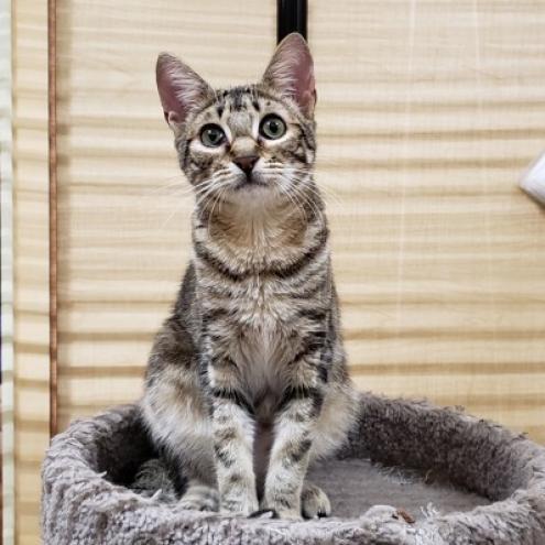 Trent, an adoptable Domestic Short Hair in Bulverde, TX, 78163 | Photo Image 3