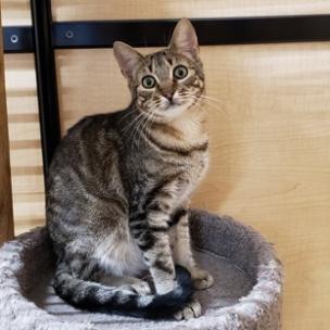 Trent, an adoptable Domestic Short Hair in Bulverde, TX, 78163 | Photo Image 4