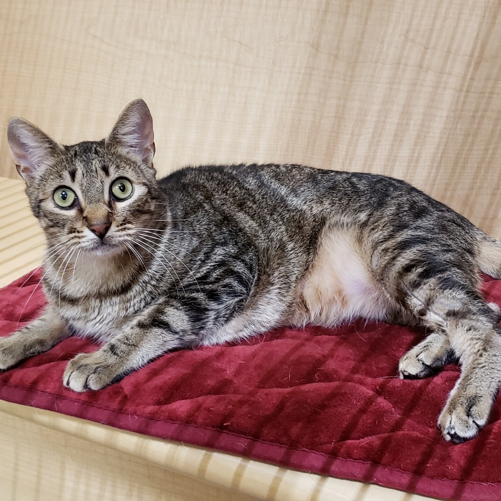 Trent, an adoptable Domestic Short Hair in Bulverde, TX, 78163 | Photo Image 5