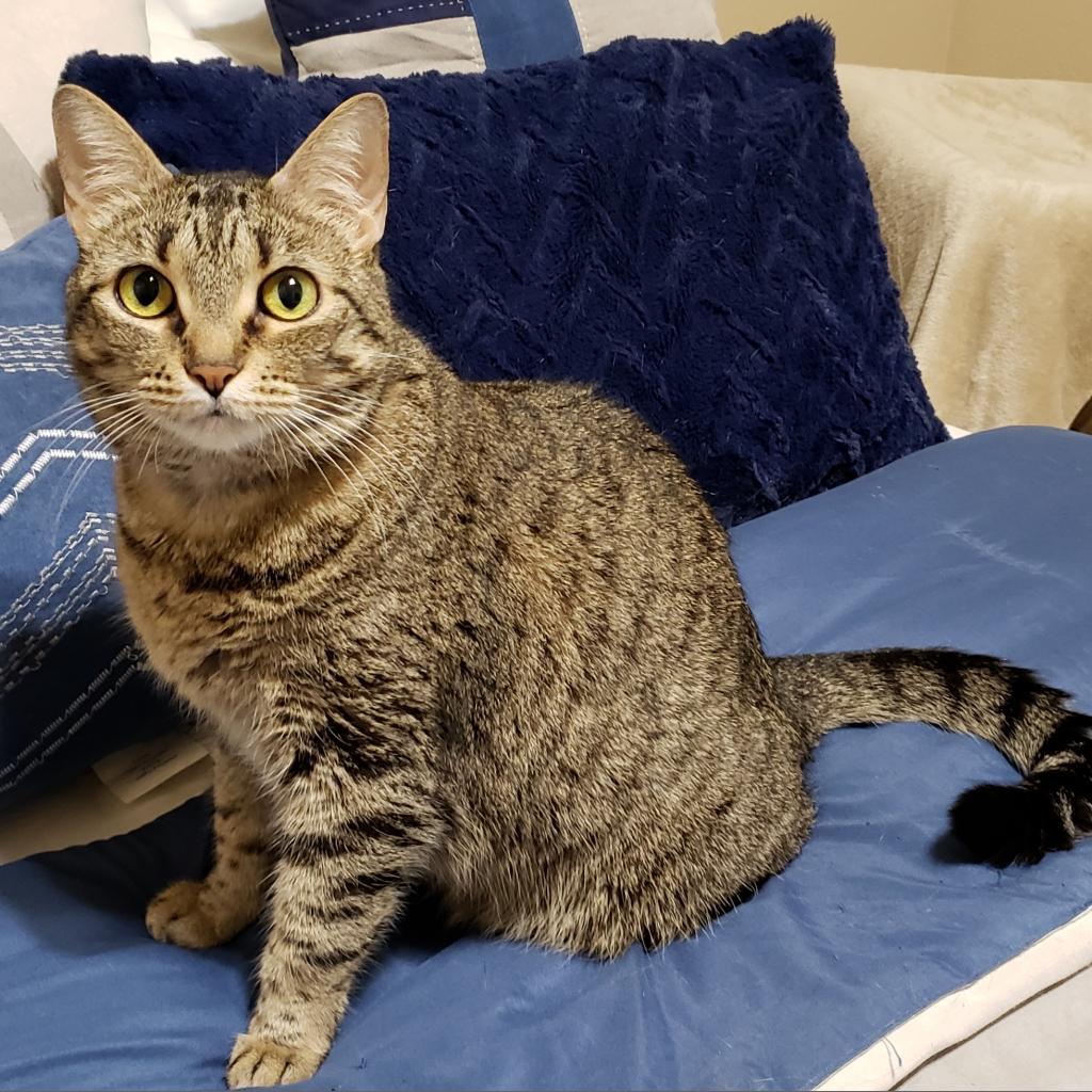 Jade 3, an adoptable Domestic Short Hair in Bulverde, TX, 78163 | Photo Image 1