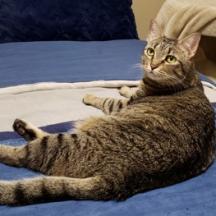 Jade 3, an adoptable Domestic Short Hair in Bulverde, TX, 78163 | Photo Image 2