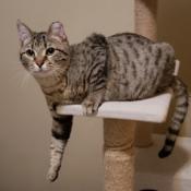 Canoe, an adoptable Domestic Short Hair in Bulverde, TX, 78163 | Photo Image 1