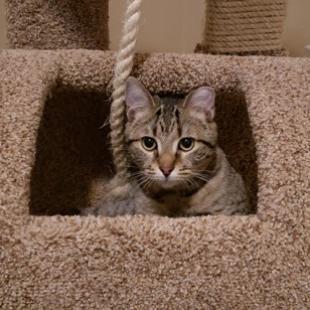 Canoe, an adoptable Domestic Short Hair in Bulverde, TX, 78163 | Photo Image 2