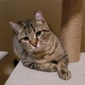 Canoe, an adoptable Domestic Short Hair in Bulverde, TX, 78163 | Photo Image 3