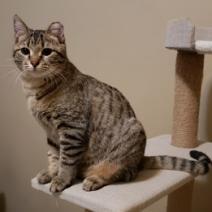 Canoe, an adoptable Domestic Short Hair in Bulverde, TX, 78163 | Photo Image 4