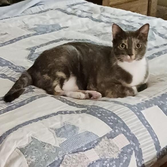 Alice, an adoptable Domestic Short Hair in Bulverde, TX, 78163 | Photo Image 1