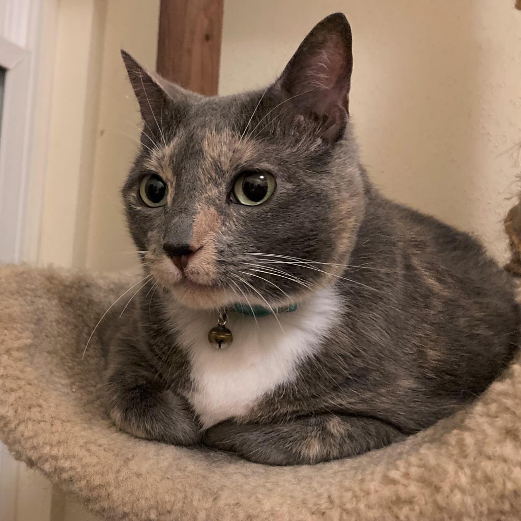 Alice, an adoptable Domestic Short Hair in Bulverde, TX, 78163 | Photo Image 2