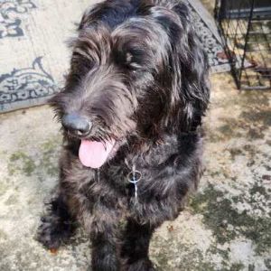 Bruno is a standard size labradoodle He is fully housebroken has a happy disposition and is very 