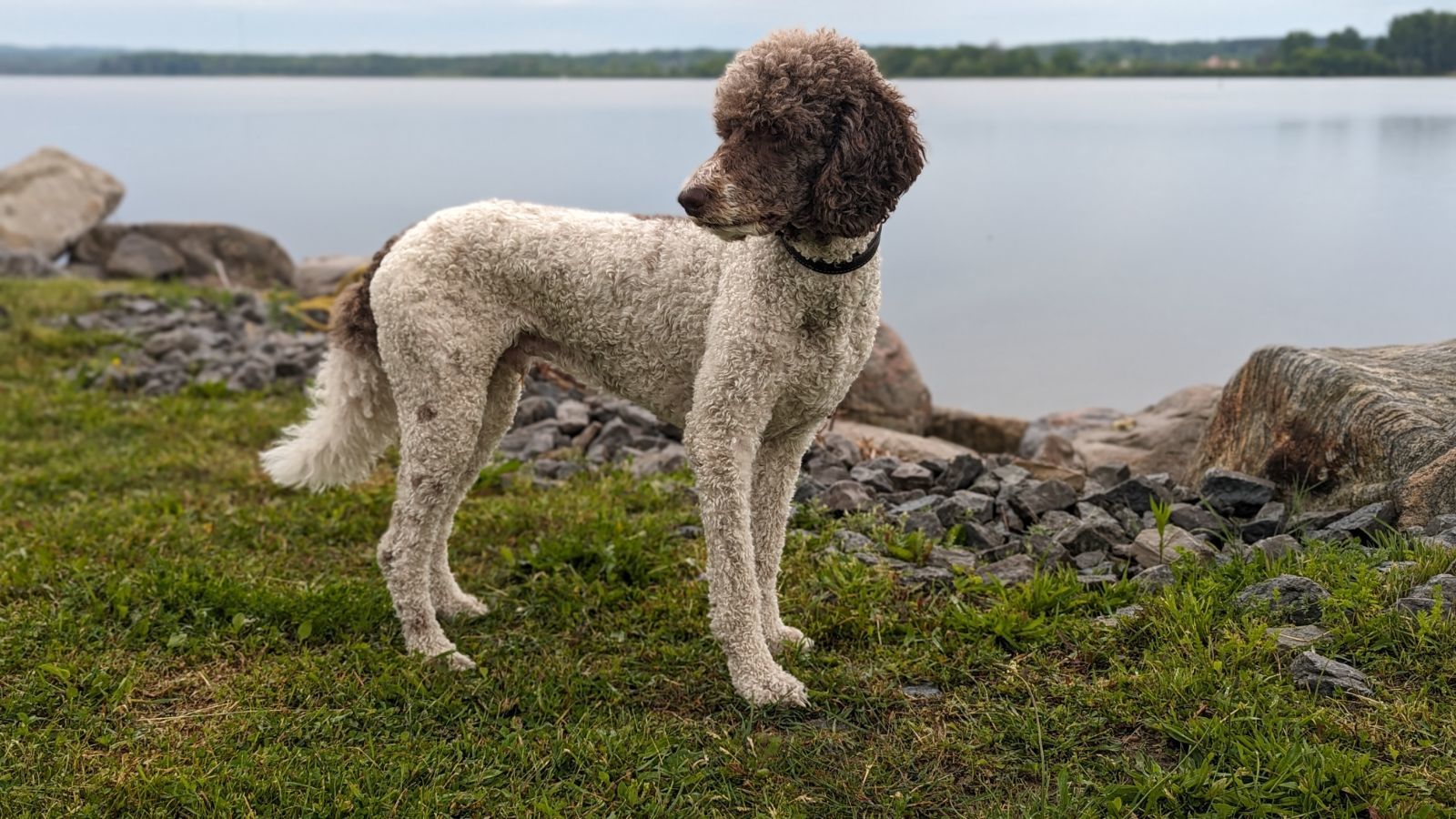 Cesar, an adoptable Standard Poodle in Calabogie , ON, K0J 1H0 | Photo Image 1