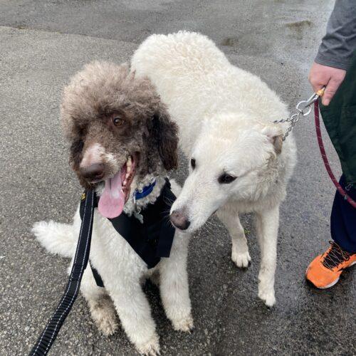 Cesar, an adoptable Standard Poodle in Calabogie , ON, K0J 1H0 | Photo Image 3