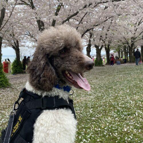 Cesar, an adoptable Standard Poodle in Calabogie , ON, K0J 1H0 | Photo Image 5