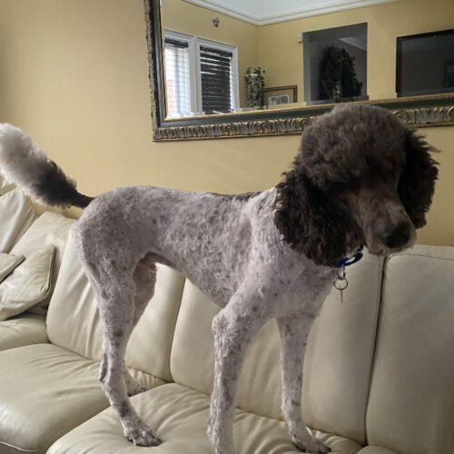 Cesar, an adoptable Standard Poodle in Calabogie , ON, K0J 1H0 | Photo Image 6