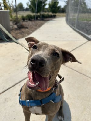 Harley - Adoption fee sponsored by Subaru Loves Pets