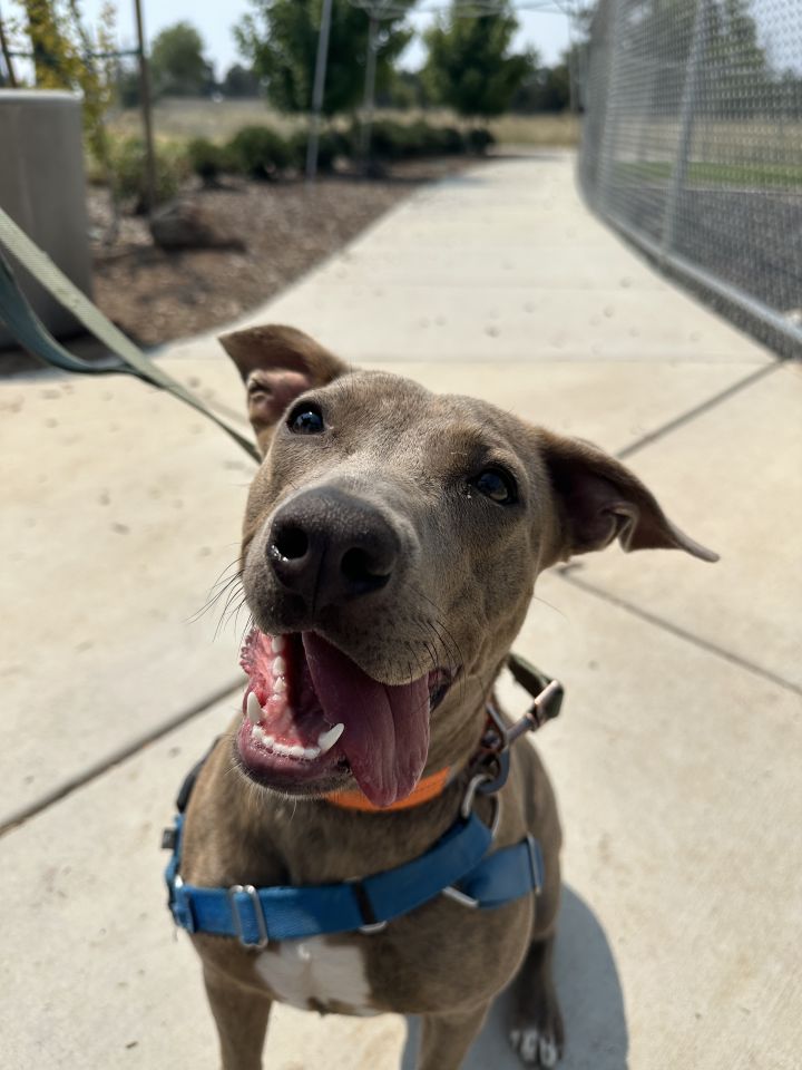 Harley - Adoption fee sponsored by Subaru Loves Pets 1