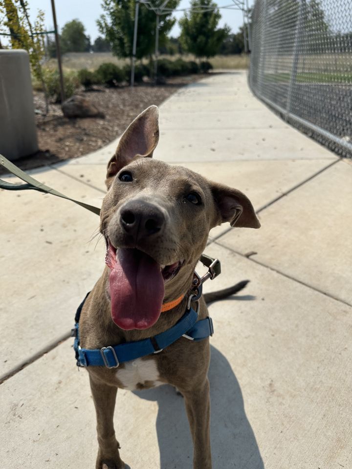 Harley - Adoption fee sponsored by Subaru Loves Pets 2