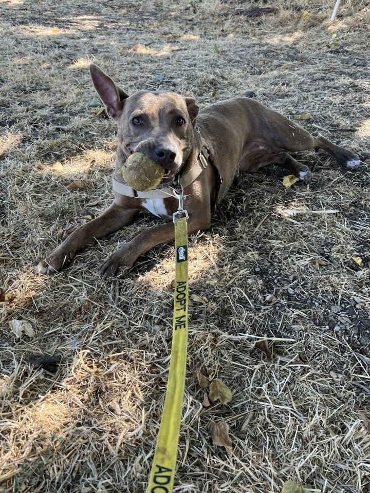 Harley - Adoption fee sponsored by Subaru Loves Pets 4