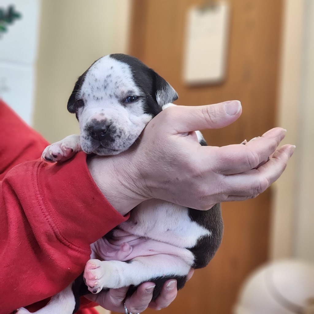 RugRats_Phill, an adoptable Mixed Breed in Crandon, WI, 54520 | Photo Image 2