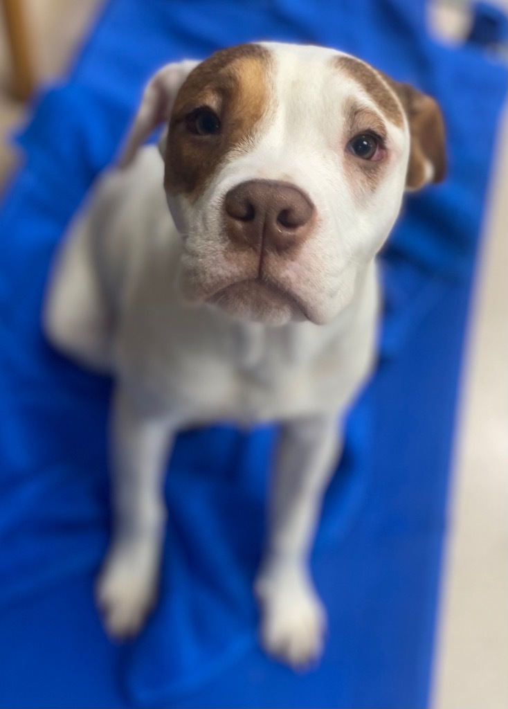 Kuma, an adoptable Boxer, Mixed Breed in Crandon, WI, 54520 | Photo Image 1