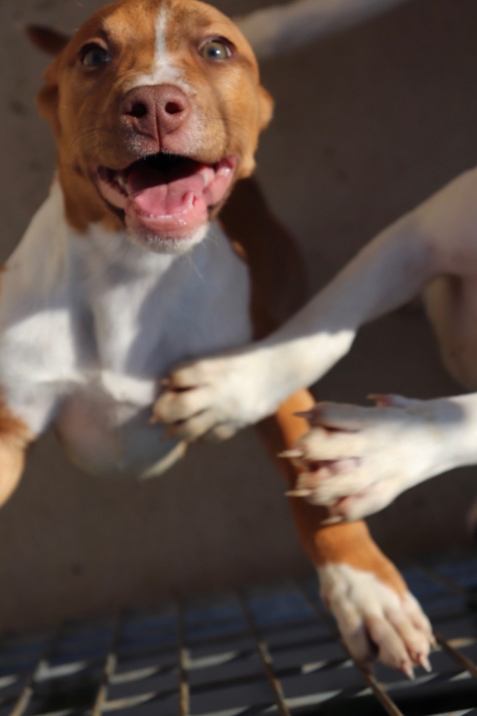 Remi, an adoptable Boxer, Mixed Breed in Crandon, WI, 54520 | Photo Image 1