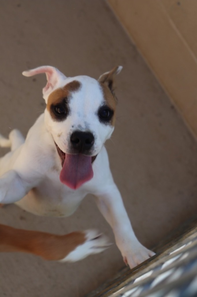 Pearle, an adoptable Boxer, Mixed Breed in Crandon, WI, 54520 | Photo Image 1