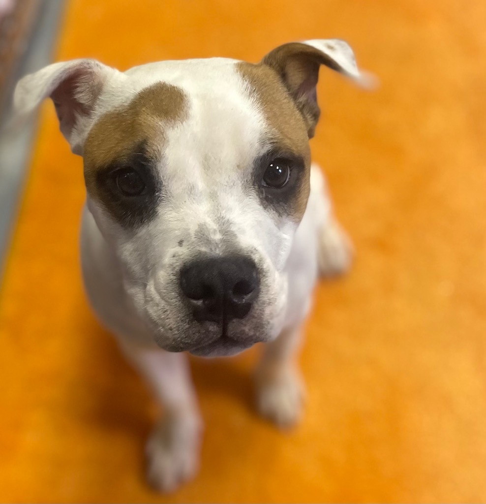 Pearle, an adoptable Boxer, Mixed Breed in Crandon, WI, 54520 | Photo Image 1