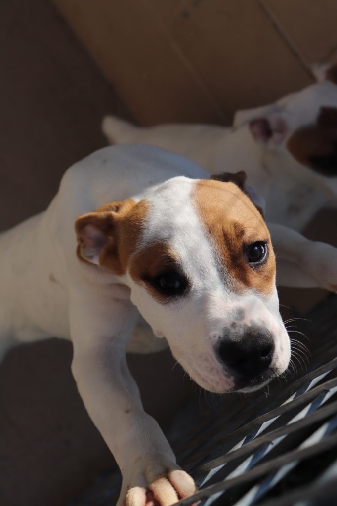 Owen, an adoptable Boxer, Mixed Breed in Crandon, WI, 54520 | Photo Image 1