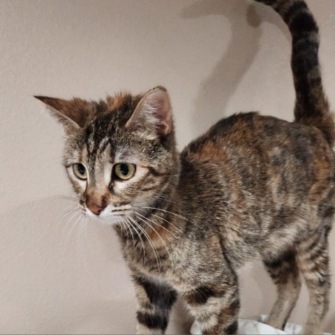 Tigger XO, an adoptable Domestic Short Hair in Bismarck, ND, 58507 | Photo Image 3