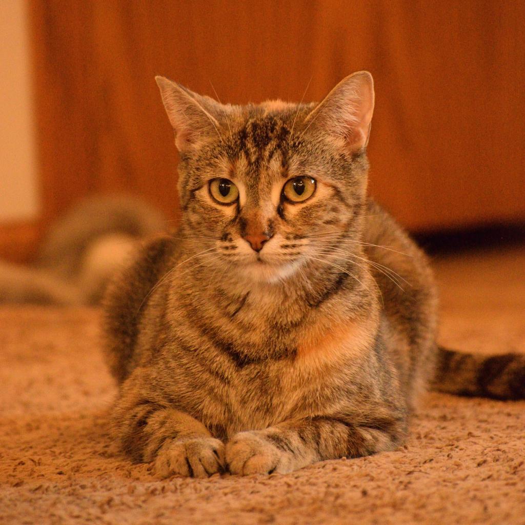 Tigger XO, an adoptable Domestic Short Hair in Bismarck, ND, 58507 | Photo Image 3