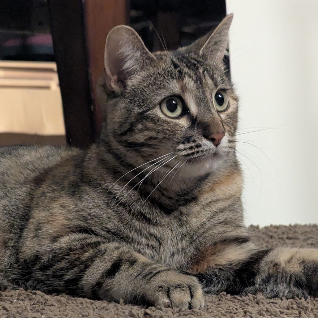 Tigger XO, an adoptable Domestic Short Hair in Bismarck, ND, 58507 | Photo Image 4