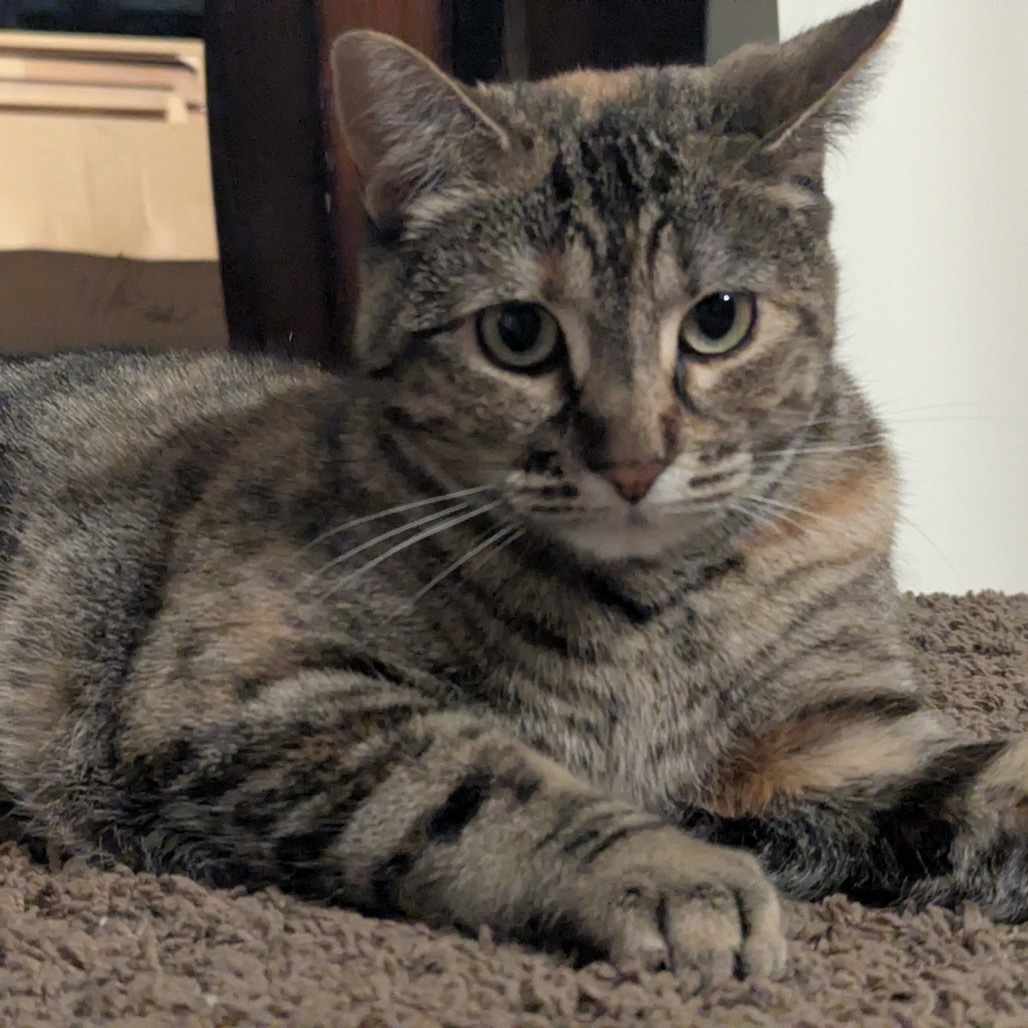 Tigger XO, an adoptable Domestic Short Hair in Bismarck, ND, 58507 | Photo Image 5