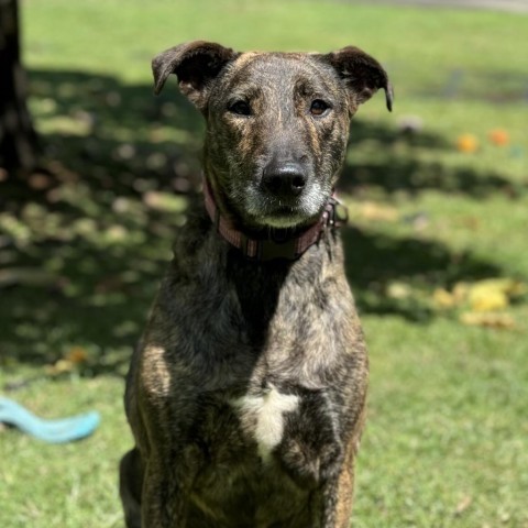 Lucy, an adoptable Airedale Terrier, Mixed Breed in Keaau, HI, 96749 | Photo Image 1