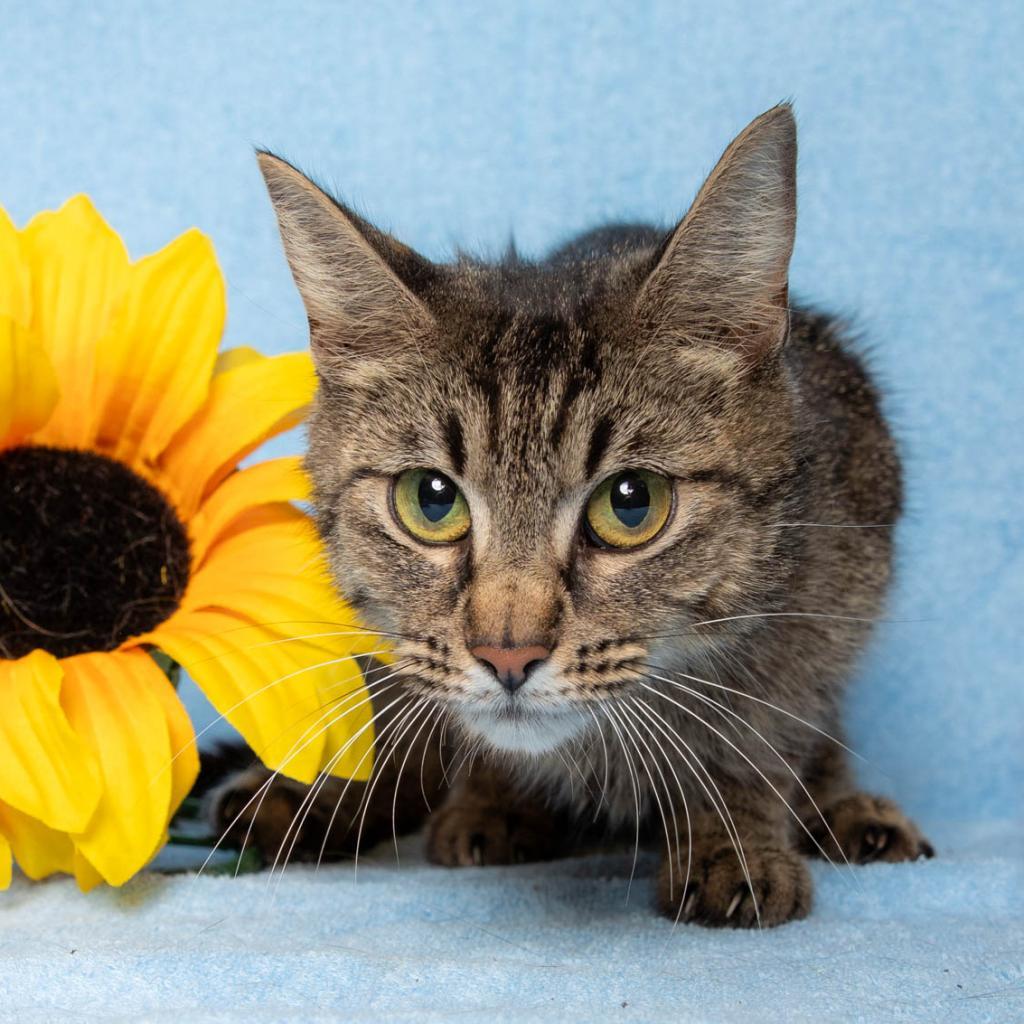 Bubble, an adoptable Domestic Medium Hair in Hackett, AR, 72937 | Photo Image 1