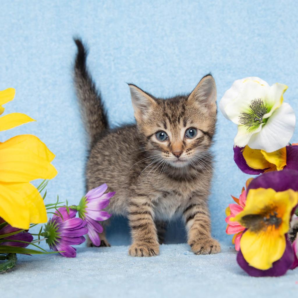 Bubble, an adoptable Domestic Medium Hair in Hackett, AR, 72937 | Photo Image 2