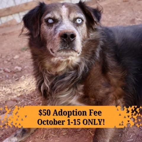 Odin, an adoptable Mixed Breed in Moab, UT, 84532 | Photo Image 1