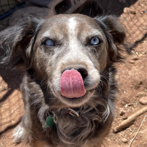 Odin, an adoptable Mixed Breed in Moab, UT, 84532 | Photo Image 3