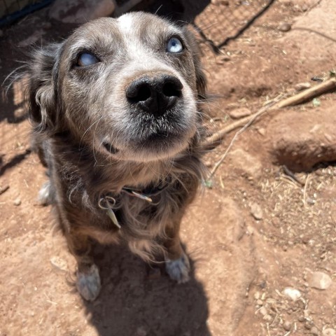 Odin, an adoptable Mixed Breed in Moab, UT, 84532 | Photo Image 4