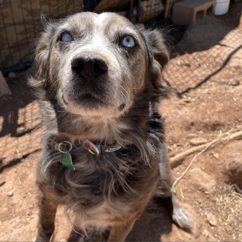 Odin, an adoptable Mixed Breed in Moab, UT, 84532 | Photo Image 5