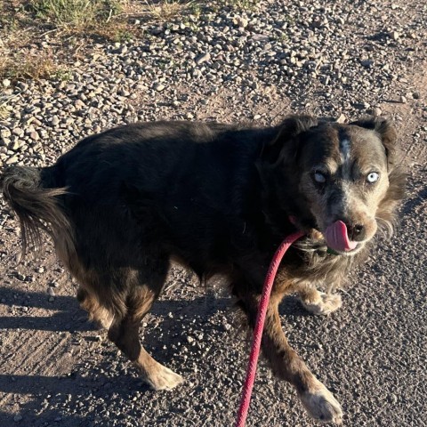 Odin, an adoptable Mixed Breed in Moab, UT, 84532 | Photo Image 6