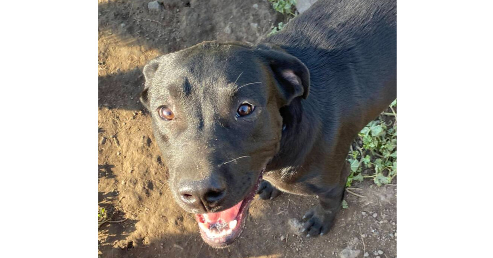 Smudge**READ ENTIRE MESSAGE**, an adoptable Labrador Retriever in Spokane, WA, 99205 | Photo Image 1