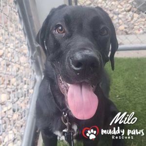 Milo - Adoption Pending