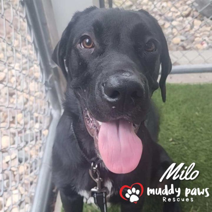 Milo - Adoption Pending 1