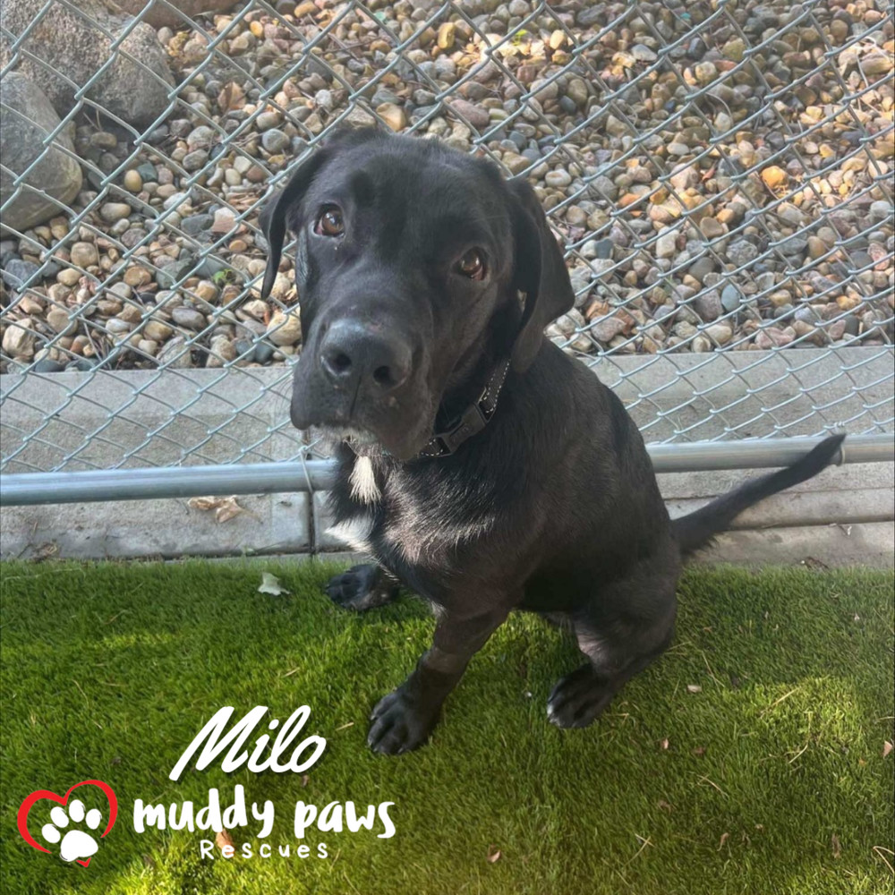 Milo