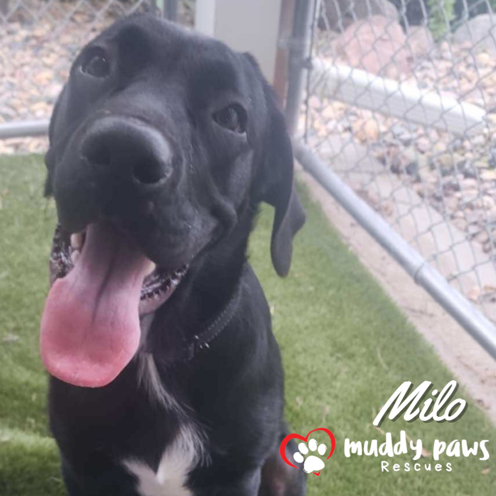 Milo - Adoption Pending