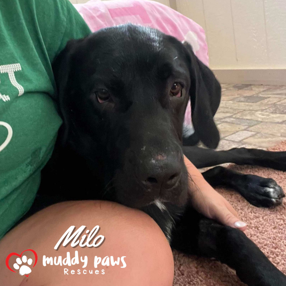 Milo - Adoption Pending